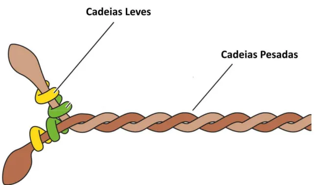 Figura 4. Representação molécula de miosina e suas cadeias. 