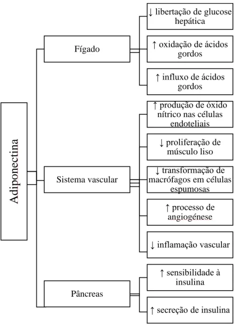Figura 12. Efeitos da ação da adiponectina 