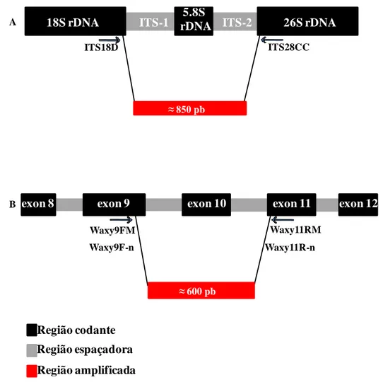 Figura  7.  Diagrama  ilustrativo  dos  iniciadores  utilizados  para  amplificar  as  regiões  nucleares  entre  o  gene  ribossomal 5.8S e os espaçadores ITS1 e ITS 2 (A); e os introns entre o 9º e 11º exon do gene Waxy (B)