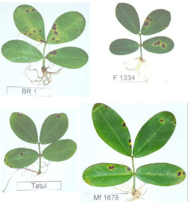 Figura 5 - Acessos de A. hypogaea após teste de resistência e avaliação para Cercosporidium personatum