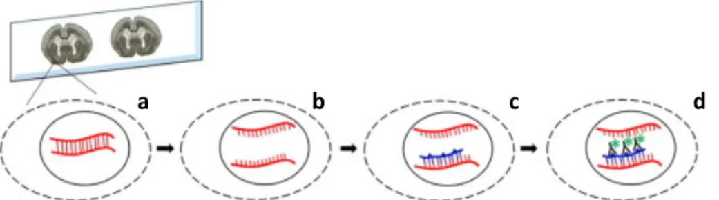 Figura 1.3 Representação esquemática de alguns processos que estão na base da hibridização in situ - a) preparação e  permeabilização  do  tecido,  b)  separação  das  cadeias  de  DNA,  c)  ligação  com  a  sonda  e  d)  visualização,  devido  a  marcador