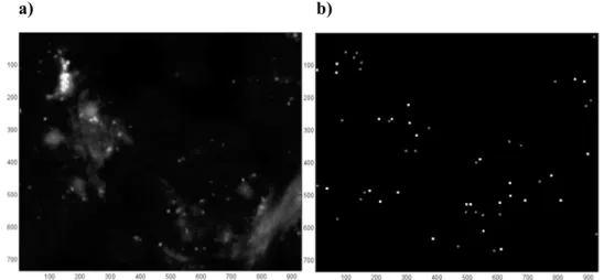 Figura 1.10 Deteção dos pontos, no algoritmo apresentado por Raimondo et al. a) Imagem FISH original e b) o resultado do  algoritmo Imagem adaptada de [28] 