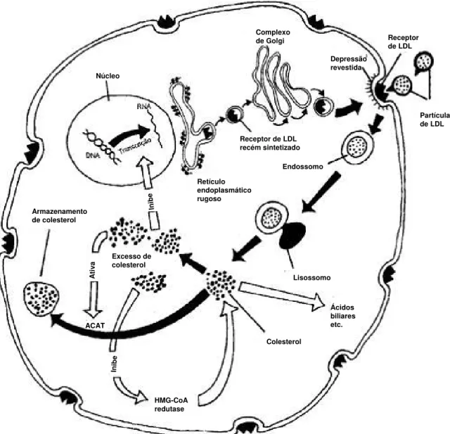 Figura 2 – Representação da interação da LDL com a célula. O receptor de  LDL esta localizado sobre a superfície celular, a LDL liga-se ao receptor e é  conduzida ao citoplasma por vesículas recobertas por clatrina, os  endossomos, que se fundem ao lisosso