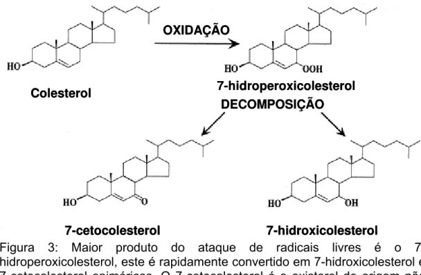Figura 3: Maior produto do ataque de radicais livres é o 7- 7-hidroperoxicolesterol, este é rapidamente convertido em 7-hidroxicolesterol e  7-cetocolesterol epiméricos