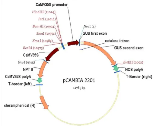 Figura 1 - Esquema do vetor de expressão pCambia 2201 (Cambia GPO Box 3200, Camberra ACT 2601,  Austrália), contendo o gene de seleção nptII e o gene repórter uidA (GUS), sob controle do  promotor constitutivo CaMV35S 