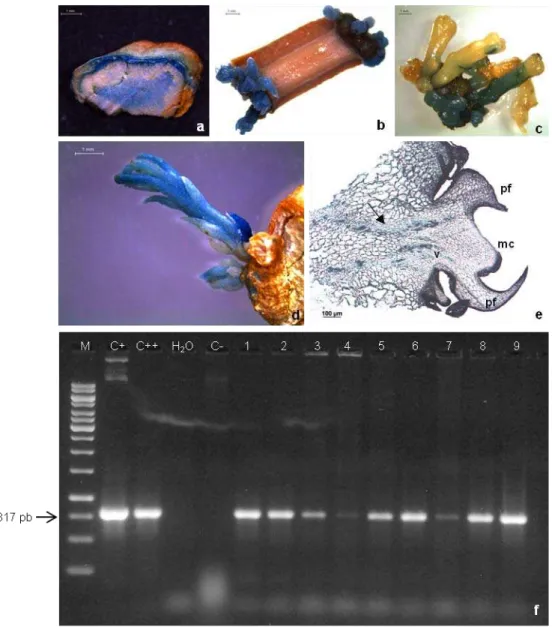 Figura  3  -  Transformação genética de laranja doce (Citrus sinensis), utilizando explantes coletados de  plantas adultas,  via  Agrobacterium tumefaciens  contendo o plasmídeo pCAMBIA 2201