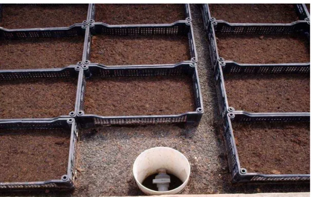 Figura 1 -  Sistema de irrigação nos canteiros onde foram cultivados os mínitubérculos 