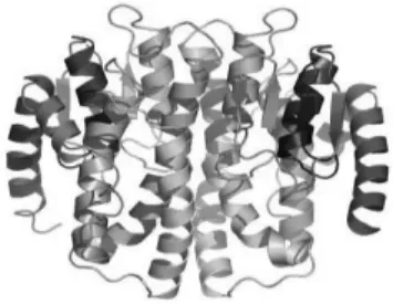 Figura 7. Estrutura química da enzima glutationa s-transferase (adaptado de  http://www.jcsg.org/images/stim/3cbu-YP_295234.1.html) 