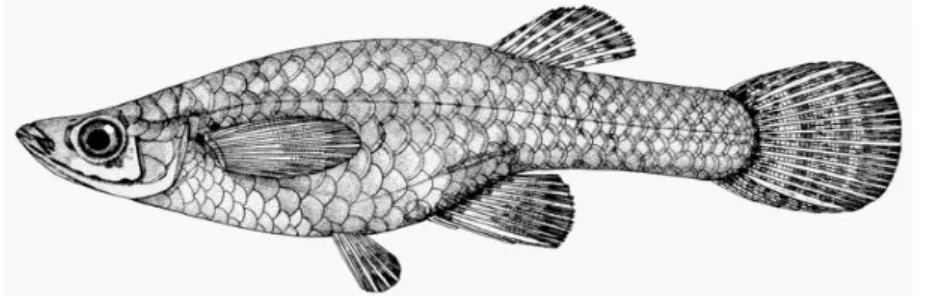 Figura 8. Ilustração de um animal pertencente à família Poeciliidae (adaptado de  http://www.briancoad.com/species20accounts/Poeciliidae.htm) 