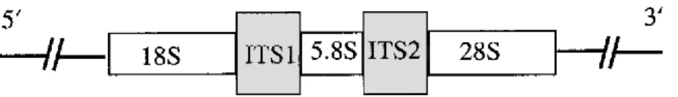 Figure 4: Representation of the rDNA gene complex in fungi denoting gene order and position of the ITS regions (Iwen  et al., 2002)