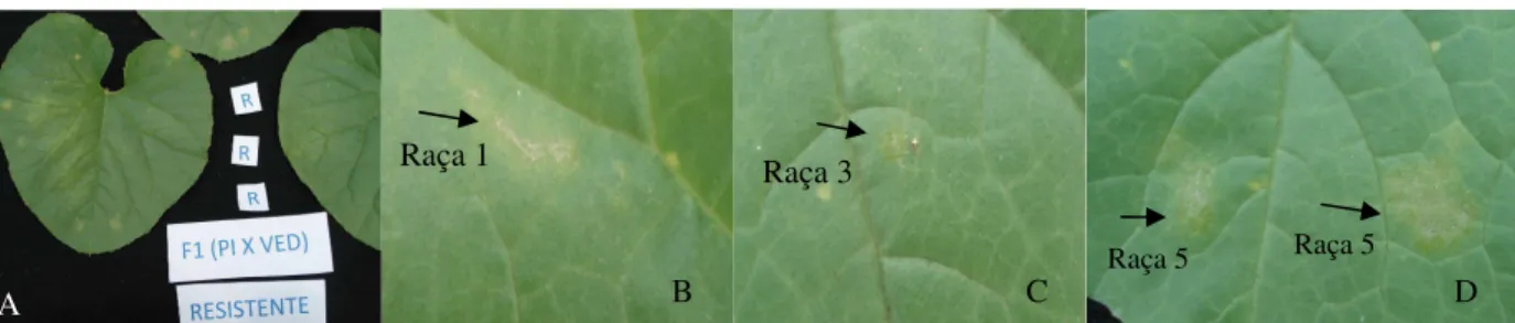 Figura 3 - Reação de uma planta F 1  às raças 1, 3 e 5 (A) e detalhes das reações à raça 1 (B), com produção escassa de  conídios e 3 (C) e 5 (D), onde há ausência de desenvolvimento do fungo