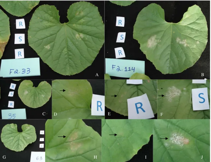 Figura 8 – Folhas de plantas F 2  recombinantes (indivíduos 33-A e 114-B) resistentes às raças 1 e 5 e suscetíveis à 3