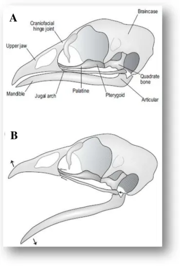 Figura 4 - Relação entre o osso quadrado com o arco jugal e osso pterigóide-palatino em  situação de repouso (A), bem como durante a abertura da gnatoteca (B)