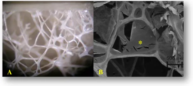 Figura 5 - Aspecto macroscópico (A) e microscópico (B) do trabeculado osso interno de  rinoteca  de  tucano-toco  (Ramphastos  toco)