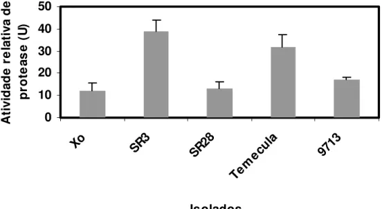 Figura 8. Atividade relativa de protease após saturação com sulfato de amônio  (90%),  utilizando gelatina como substrato, temperatura de 30 o C e pH 7.0