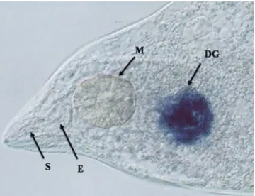 Fig. 2. In situ localization of 7E12 mRNA within female adults dorsal esophageal gland cells of M