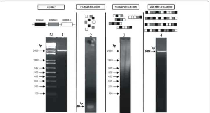Figure 1 Illustration of the DNA shuffling steps. The DNA shuffling product was analyzed on 2.5% agarose gel electrophoresis