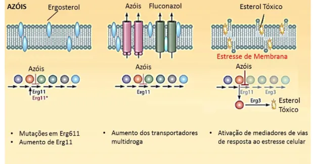 Figura 3: Mecanismo de resistência aos azóis em C. neoformans.  
