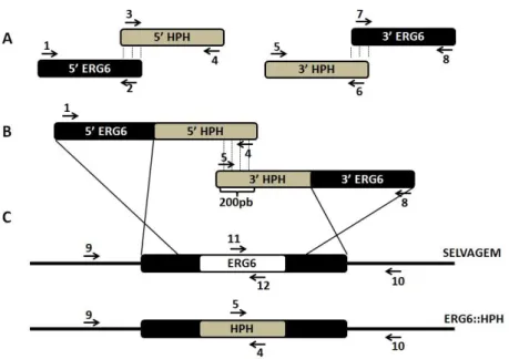Figura  8.  Representação  geral  da  técnica  de  PCR  Double  joint  para  construção  do  cassete  de  deleção