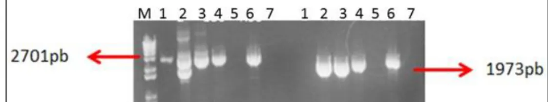 Figura 13. Análise da expressão gênica de ERG6 por PCR em  Tempo Real no selvagem (wt) e no  reconstituído ERG6