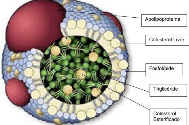 Figura 1 - Estrutura básica de uma Lipoproteína  Colesterol Livre  Fosfolípide  Triglicéride  Colesterol  Esterificado  Apolipoproteína 