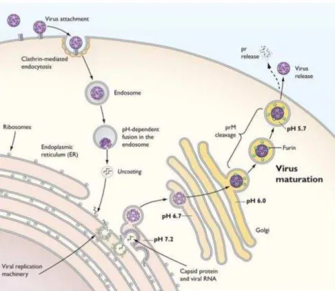 Figura 3. Replicação e maturação dos flavivírus: Desde a entrada até a maturação e liberação viral  nas células