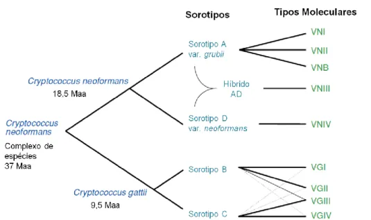 Figura  1:  Representação  esquemática  da  evolução  do  complexo  Cryptococcus.  Os  sorotipos  conhecidos  descendem  de  um  ancestral  comum  que  divergiu  a  37  milhões  de  anos  atrás  em  C