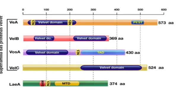 Figura  4:  Representação  das  proteínas  velvet  ( VeA,  VelB,  VosA  e  VelC)  em  A