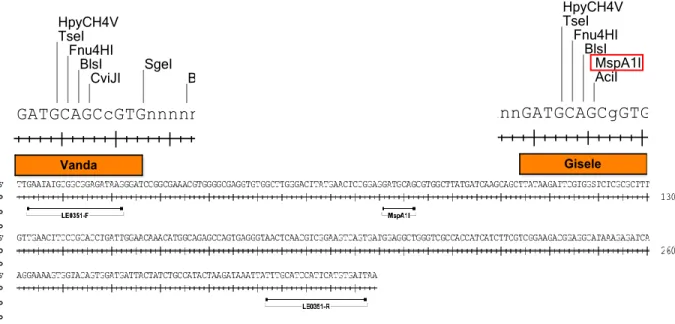Figura  3-2.  Desenho  de  um  marcador  CAPS  (Cleaved  Amplified  Polymorphic  Sequence)  baseado na sequência obtida pela amplificação com o primer LE0351