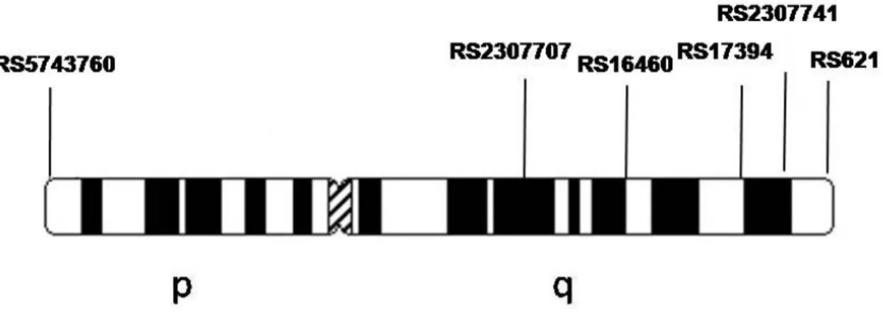 Figura 3: Estrutura do cromossomo X humano e localização aproximada, no mesmo,  das Indels objetos de estudo deste trabalho (baseado em Szibor et al., 2006)