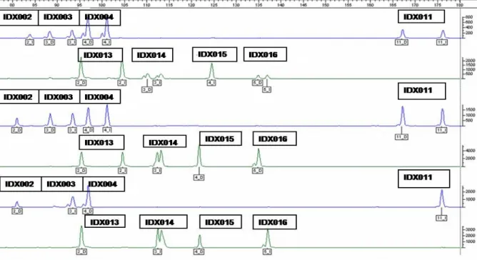 Figura 5: Eletroferograma demonstrando a multiplexação do sistema original de oito  Indels do cromossomo X em três indivíduos diferentes (Monteiro, 2007)