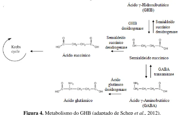 Figura 4. Metabolismo do GHB (adaptado de Schep et al., 2012). 
