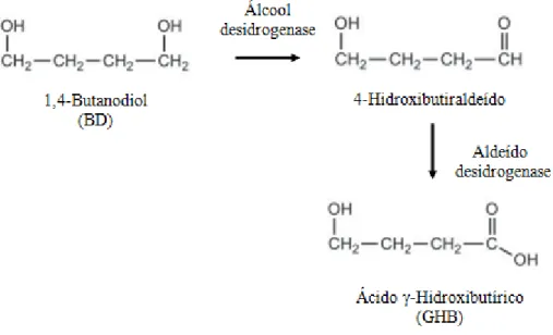 Figura 5. Metabolismo do 1,4-BD (adaptado de Schep et al., 2012). 