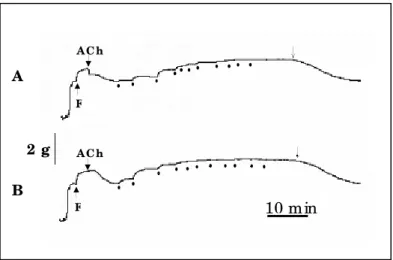 Figura 6. Registro típico do efeito da fenilefrina administrada de forma cumulativa (•, 10 -9  M a 10 -4  M) em anéis de aorta isolada de rata em estro