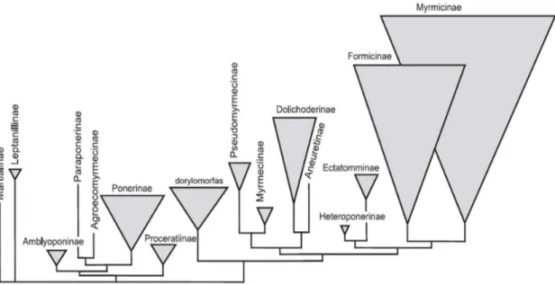 Fig.  03.  Sumário  das  relações  filogenéticas  entre  subfamílias  de  formigas  reconstruídas  com  base  em  dados  moleculares