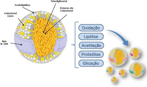 Figura 4. Representação esquemática de partículas de LDL nativa e modificadas. Fonte: 