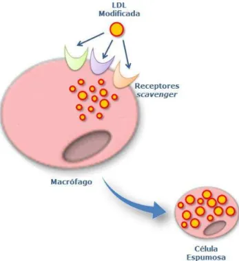 Figura 5. Representação esquemática da captação de LDL modificada. Partículas de LDL  modificada são captadas pelos macrófagos e formam células espumosas