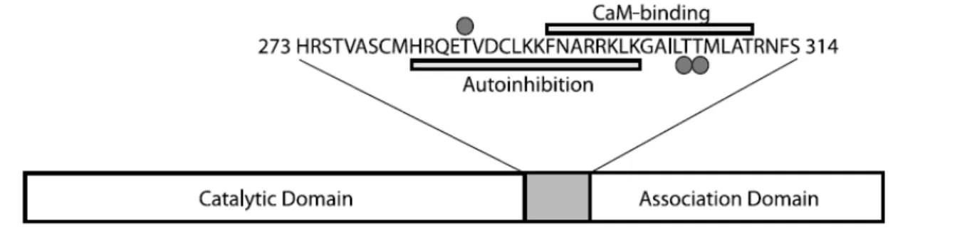 Figura 3 - Esquema da estrutura da CaMKII. Todos os isotipos da CaMKII contém um domínio catalítico N- N-terminal, um domínio regulador interno, e um domínio C-terminal