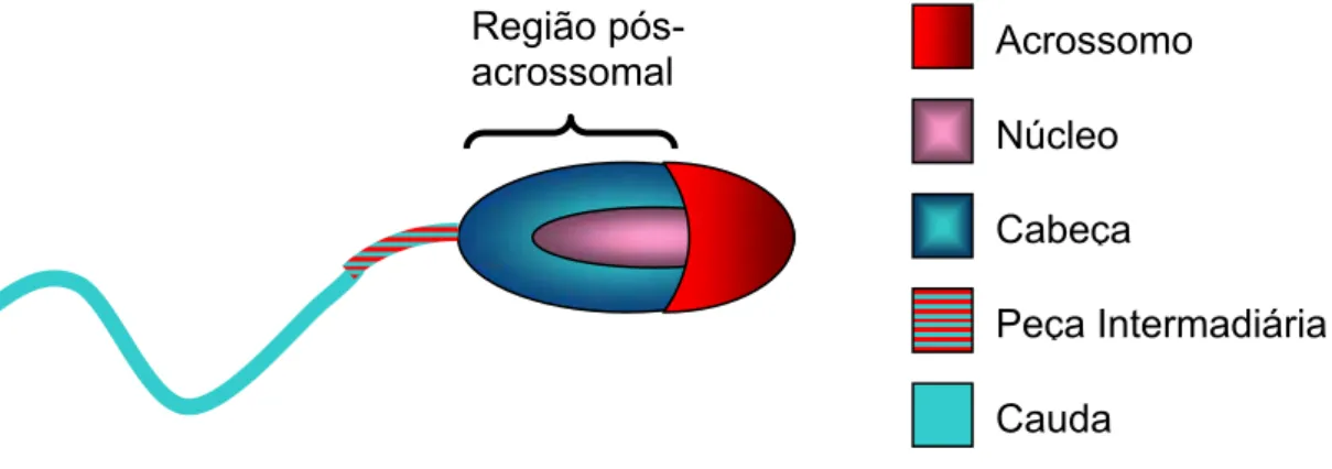 Figura 1 - Componentes da célula espermática, destacando a região pós- pós-acrossomal, sítio preferencial de ligação do DNA exógeno 
