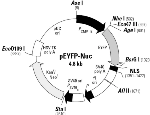 Figura 3 – Plasmídeo pEYFP-Nuc, Clonetech (BD Biosciences) 