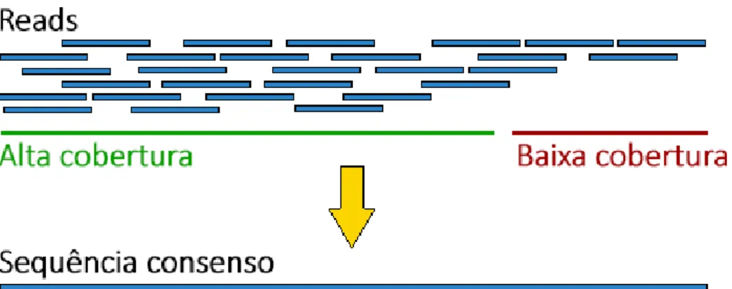 Figura 6: Representa¸c˜ ao esquem´ atica da gera¸c˜ ao de uma sequˆencia consenso (contig ) a partir de reads