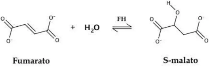 Figura 3. Reação reversível de hidratação estereoespecífica catalisada pela enzima fumarato hidratase