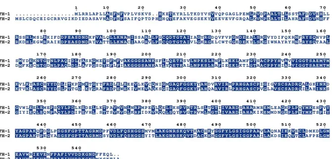 Figura  4.  Alinhamento  sequencial  entre  as  isoformas  LmFH-1  e  LmFH-2  da  enzima  fumarato  hidratase  de  Leishmania  major  codificadas  pelos  genes  LmjF24.0320  e  LmjF29.1960,  respectivamente