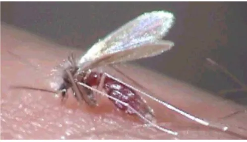 Figura 1. Mosquito-palha no ato da picada. Figura adaptada de  br.geocities.com/insecta_tv/Phlebotoninae001.jpg