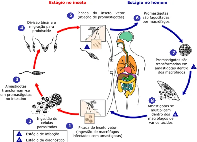 Figura 2. Ciclo de vida do parasito Leishmania. Figura adaptada de   www.earlham.edu/~jonesst2/leishmania.htm