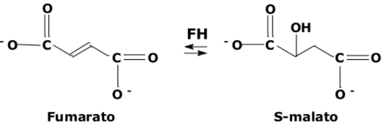 Figura 4. Reação reversível de hidratação estereoespecífica catalisada pela enzima fumarato hidratase