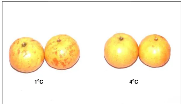Figura 5 - Sintomas de danos por frio (esquerda) em tangor ‘Murcott’ após 6  semanas de armazenamento 