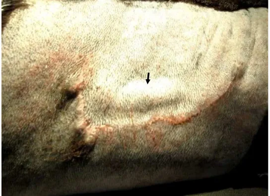 Figura 9. Visualização da artéria (seta) sob a pele do animal em repouso. 