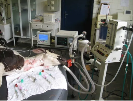 Figura 13. Animal durante anestesia inalatória e monitorização dos parâmetros vitais. 