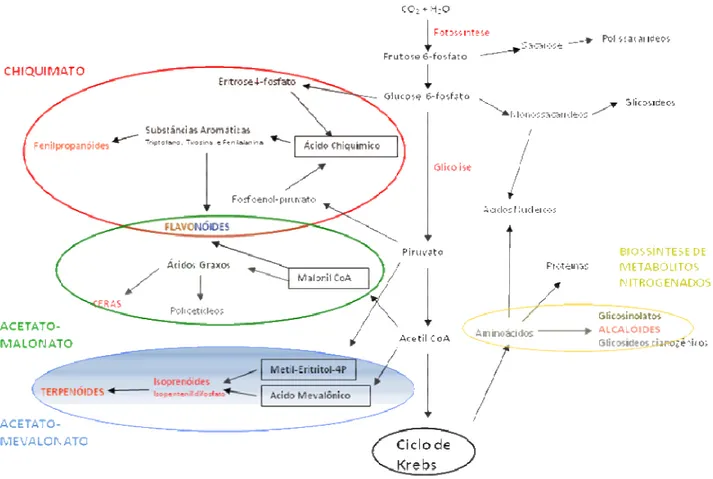 Figura 04.  Representação esquemática das rotas de biossíntese de formação de metabólitos secundários  (modificado de Dewick, 2009)